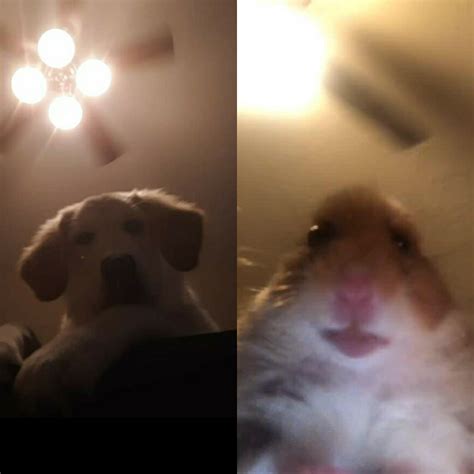 hamster facetime|Hamster Facetime GIFs .